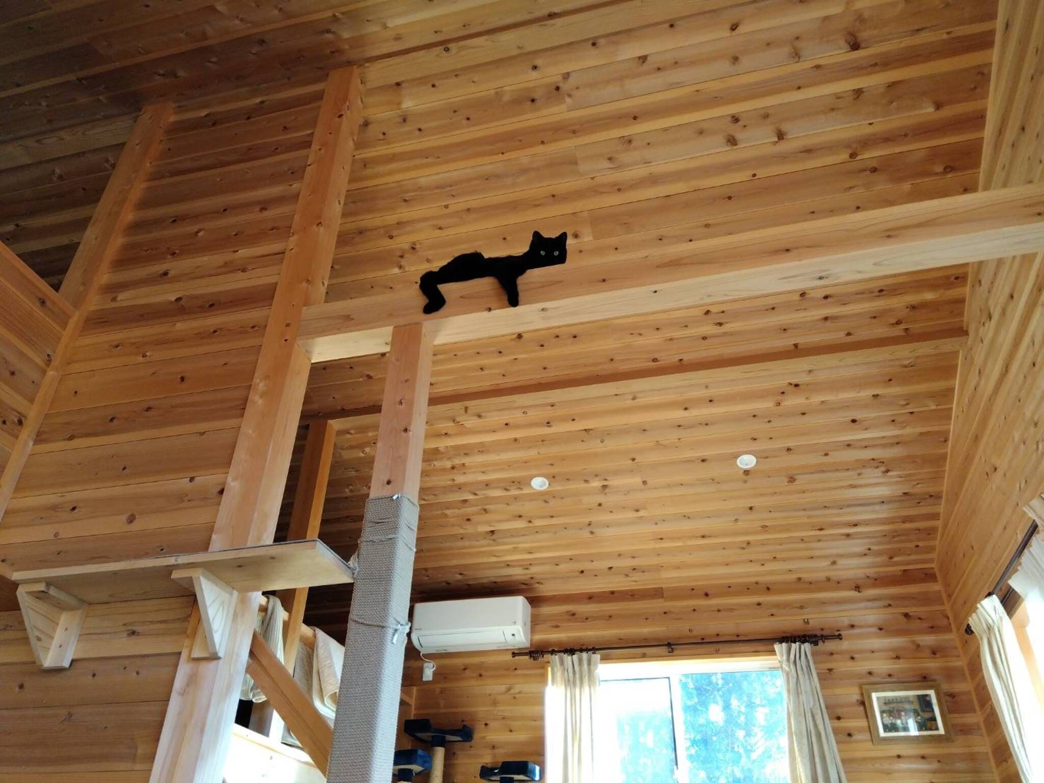 柱を登る猫
